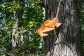 Beefsteak Fungus Ã¢â¬â fistulina hepatica